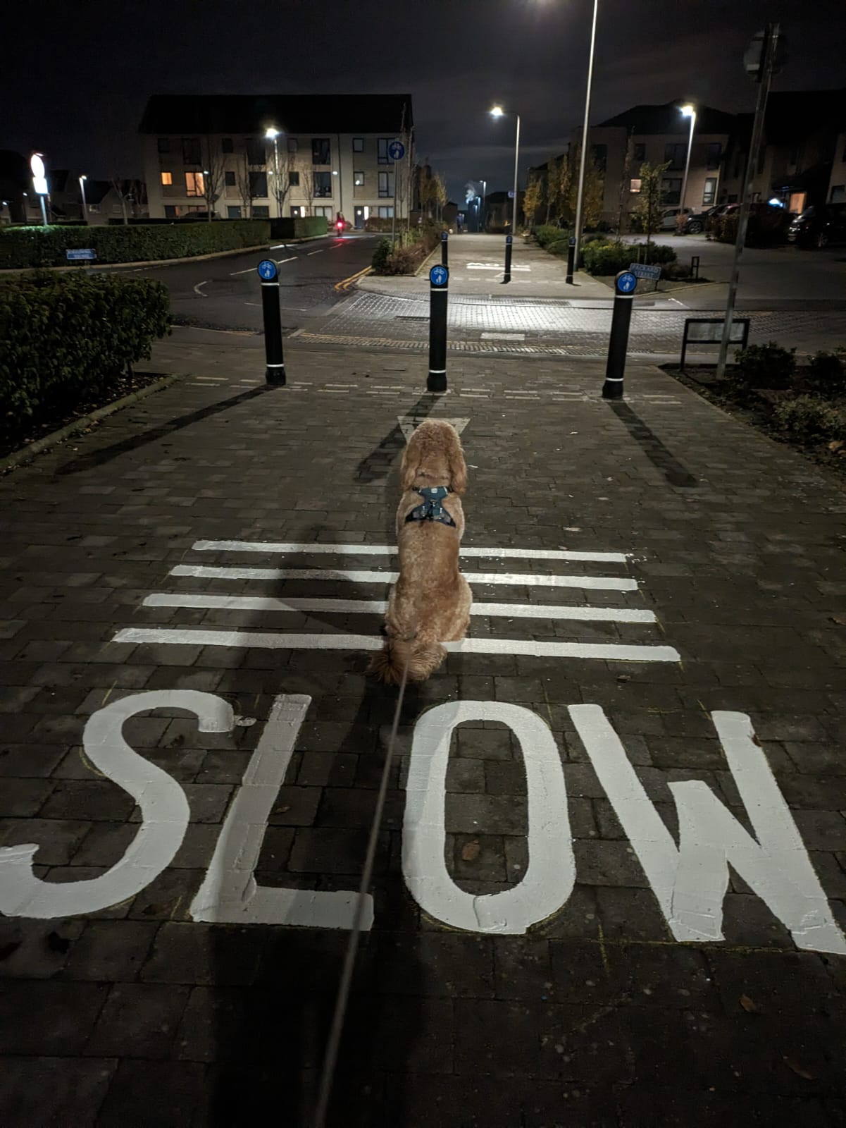 A cute dog sitting at a SLOW roadmarking.